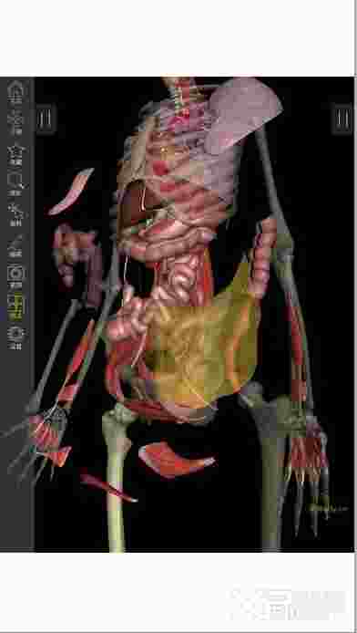 3Dbody解剖ios版