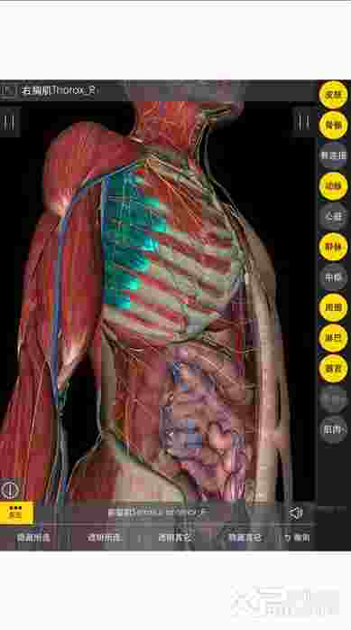 3Dbody解剖ios版